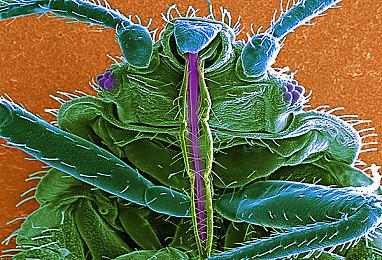 《十字军之王3》大型DLC“皇家宫廷”发售日期确定 2022年2月8日